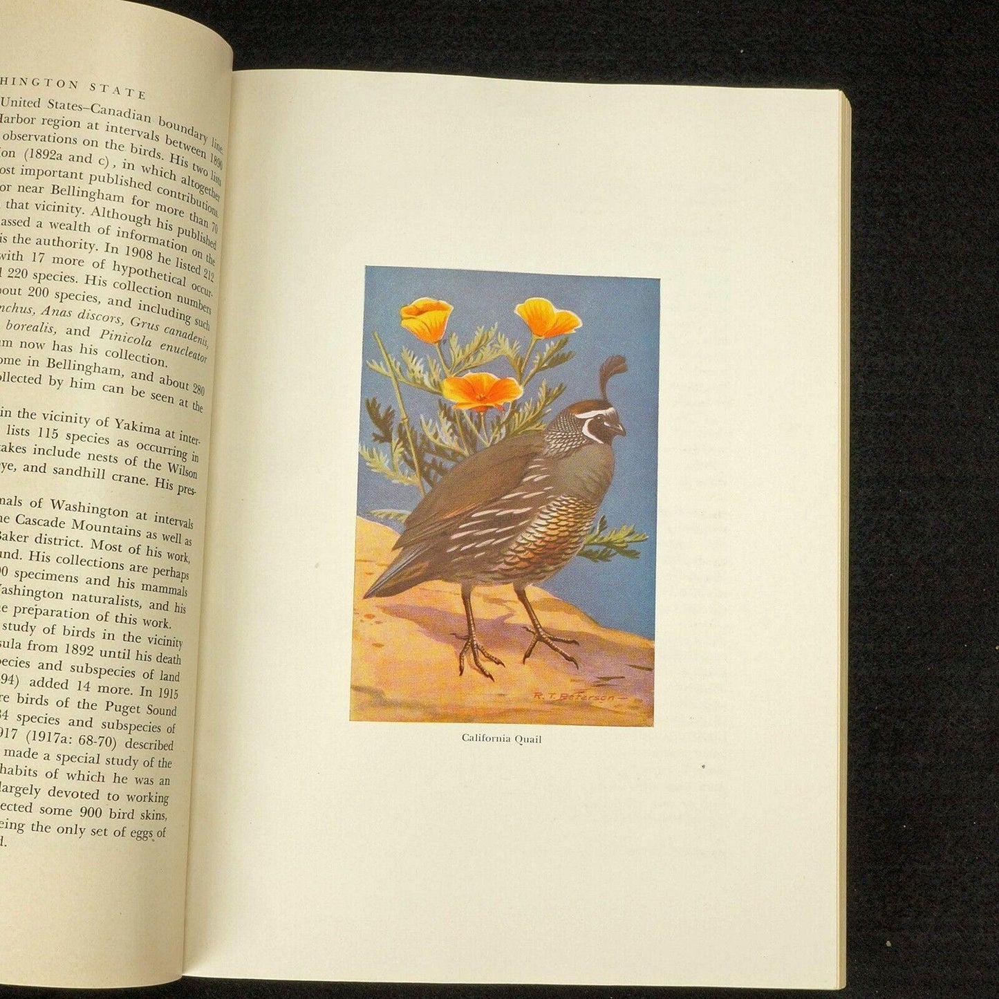 Birds of Washington State by Stanley Jewett et al - Bear and Raven Antiques